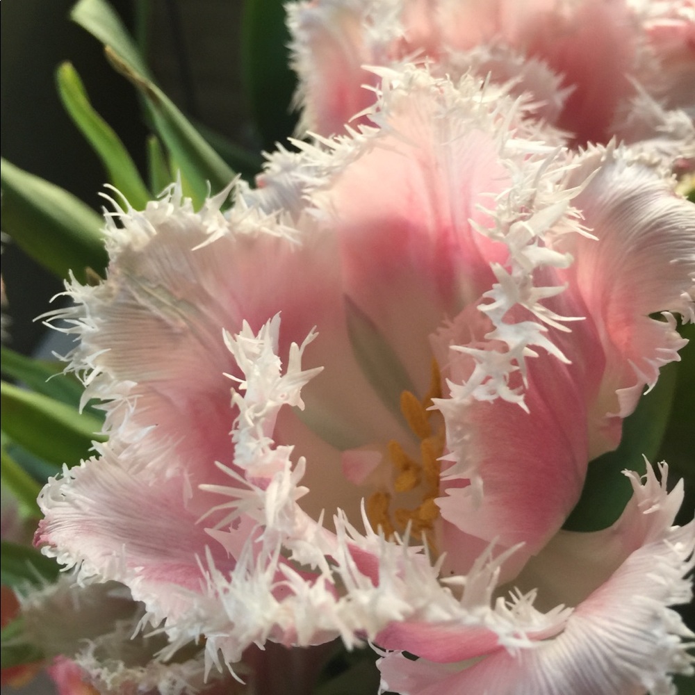 Meet your Posher, Mary